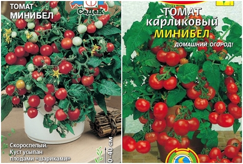 semillas de tomate minibel
