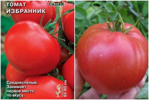Tomatensorte gewählt