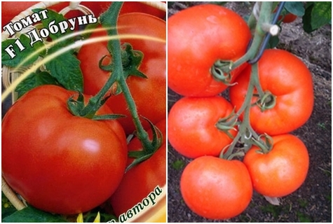 rajčatová semínka Dobrun