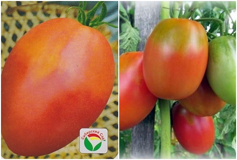 semillas de tomate Altayachka