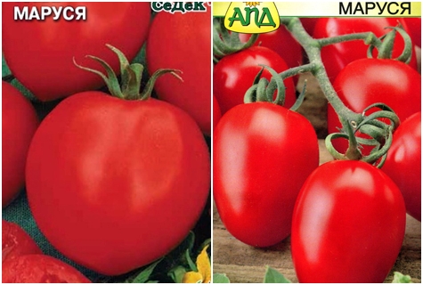mga kamatis na tomato marusya
