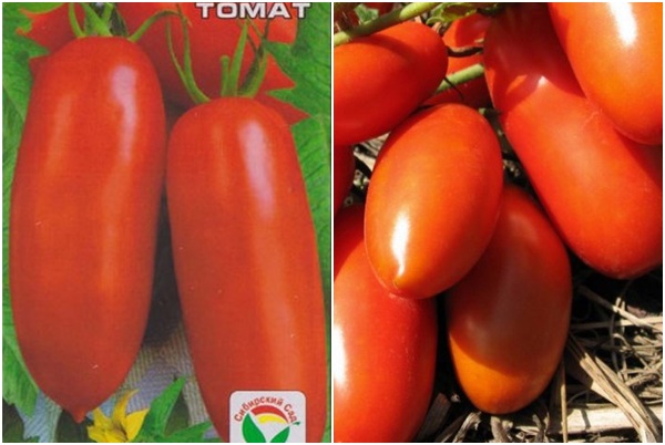nasiona pomidorów supermodelka pomidora