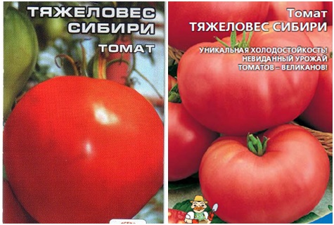 tomātu sēklas smagsvara Sibīrija