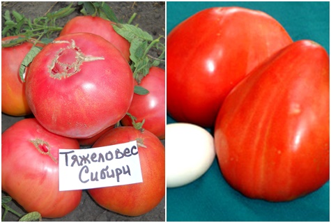 tomaten zwaargewicht Siberië op tafel