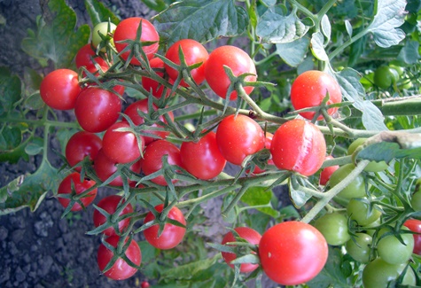 Tomatenbüsche frech