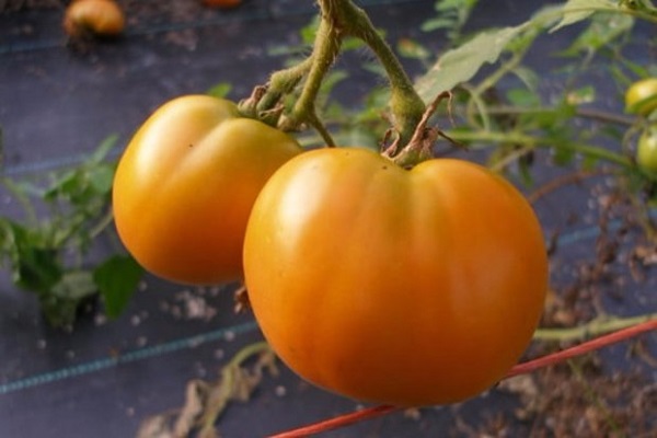 Baltiske tomater