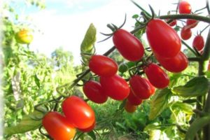 Egenskaber og beskrivelse af variationen af ​​tomat Cherry Blosem F1