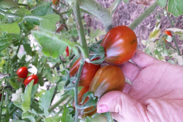 paradajka z čerešňového kvetu