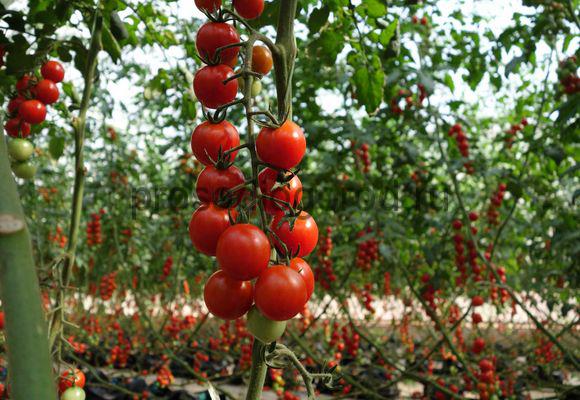 tomate cerise en plein champ