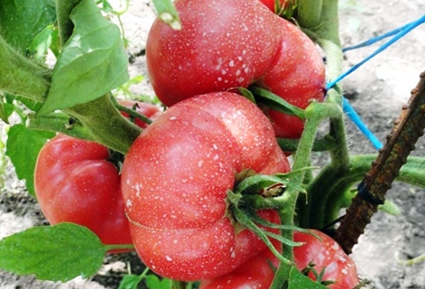 tomates Frambuesa atardecer