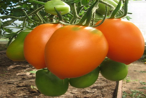 pomidorų chukhloma