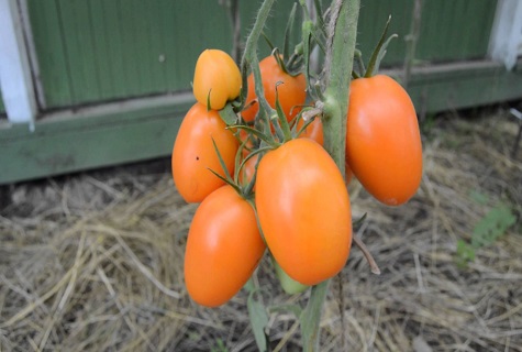 Bush zrelých paradajok