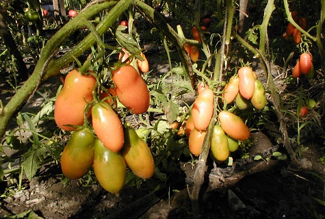 Tomaten im Schatten