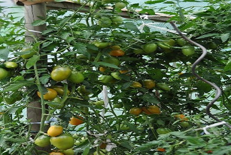 ovocie v kríkoch