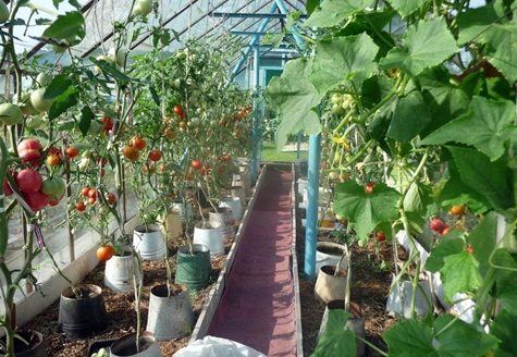 tomates en cubos en invernadero