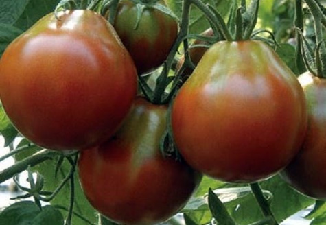 krzewy pomidorów czarna gruszka