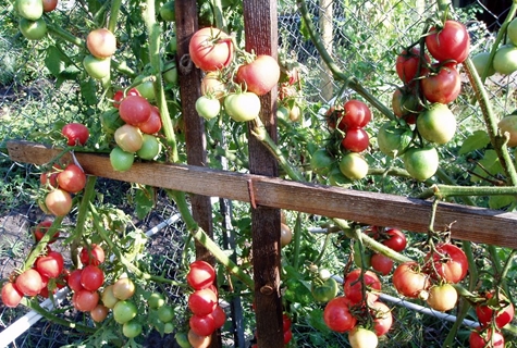 vigne de tomate