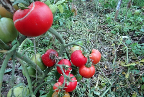 gemalen tomatenpaddestoel in de tuin