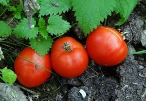 Tomaattilajikkeen Gruntovy Gribovsky ominaisuudet ja kuvaus