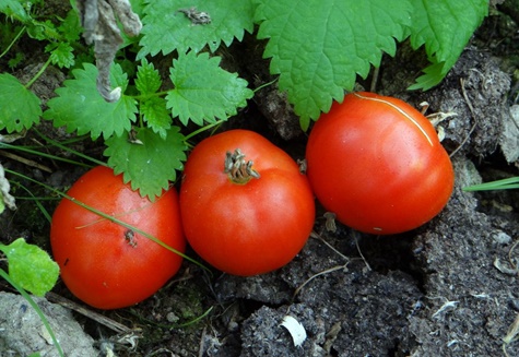 la apariencia de los tomates es hongos molidos