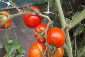 Egenskaber og beskrivelse af tomatsorten Dvortsovy, udbytte