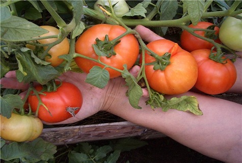 tomaat op de handpalmen