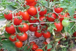 Audzēšana ar tomātu šķirnes Thumbelina aprakstu un īpašībām