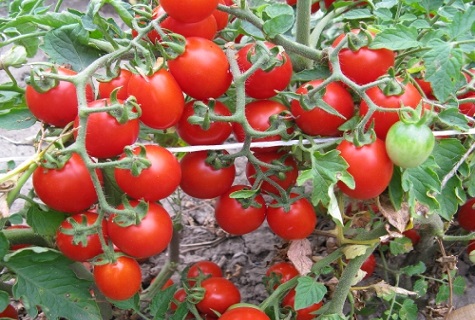 tomaatti hunajakenno