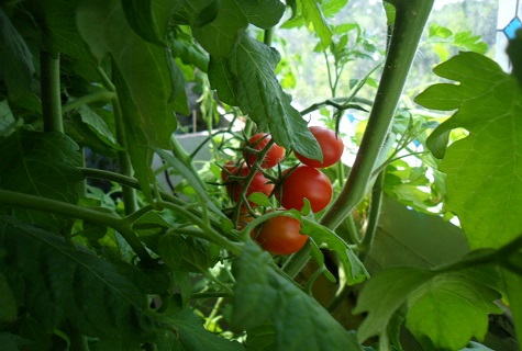 עגבניות אגודלינה