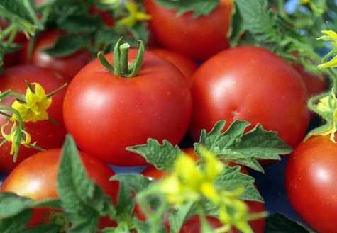 tomatbuske jane