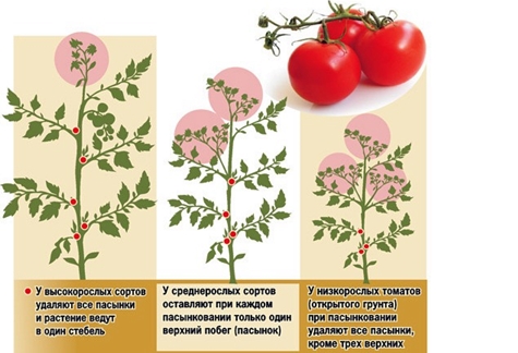 pravila za pinciranje rajčice