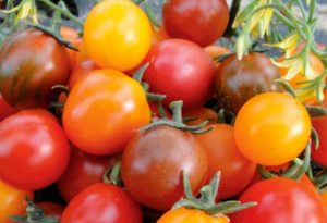 Opis a charakteristika odrody paradajok Kish mish