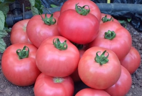 pomidorų derlius supergiant rožinis f1