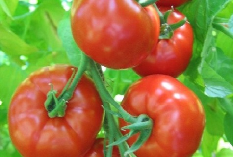 tomaat energo