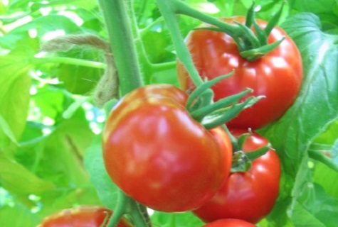 energetska rajčica