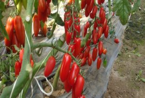 Egenskaper och beskrivning av tomatsorten Inkas
