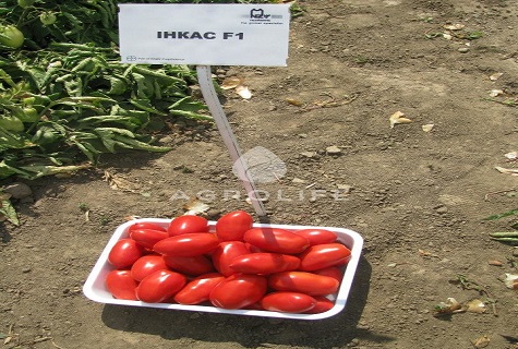 tomate incas