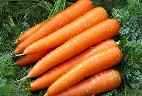zanahorias en el jardín