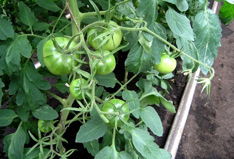 תמיסת ורוד עגבניות בשדה הפתוח
