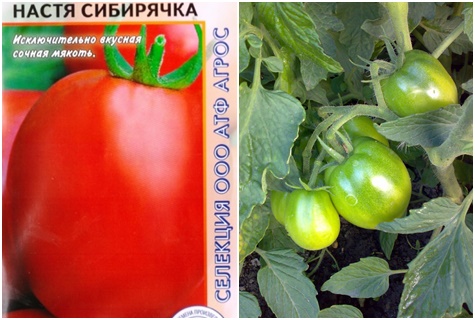 semillas de tomate Nastya sibiryachka