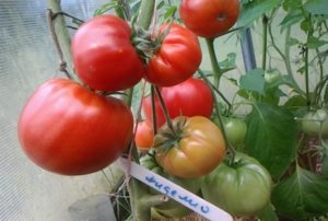 Đặc điểm và mô tả giống cà chua Fidelio