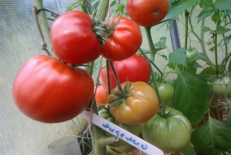 pomidorų fidelio