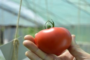 Eigenschaften und Beschreibung der Tomatensorte Fifty