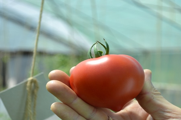 Pomidorų penkiasdešimt