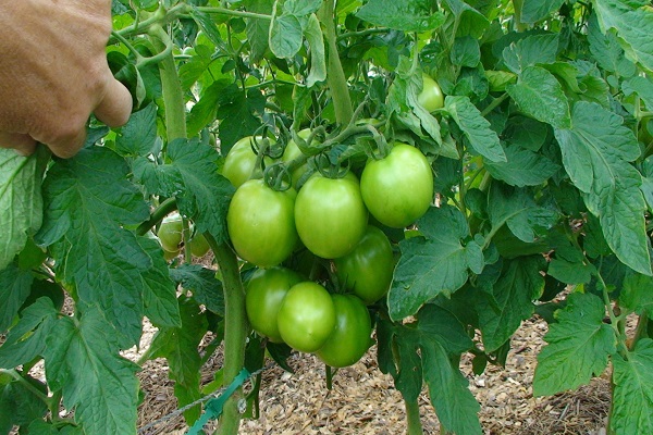 undersized tomato