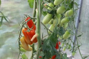 Beschrijving en kenmerken van het tomatenras Flashentomaten