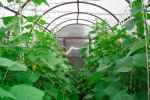 How to properly form cucumbers into one stem in a greenhouse in stages