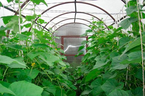  zozulya pipino sa isang greenhouse