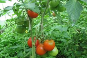 Bir serada ve açık alanda domates nasıl düzgün şekilde oluşturulur