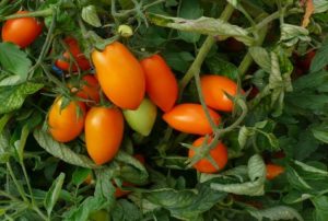 Beskrivelse og karakteristika for tomatsorten Chanterelle